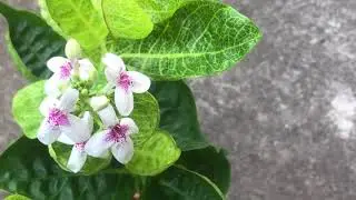 False Eranthemum 金葉擬美花 ルリハナガサモドキ Псевдэрантемум（Pseuderanthemum reticulatum)