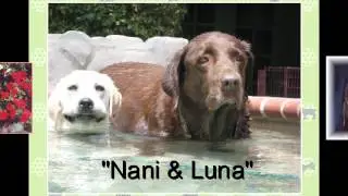 My Four Legged Family