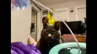 Cute cat being amused by toy #petcontent #catsofyoutube #funnycatvideos #catsfunnyvideo #sillypets