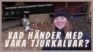 Bara massor av KALVAR❤❤- Vlogg 52