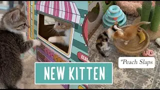 New Kitten in the Fruit Bowl 🍑🥝🥭 🥣
