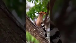 Nature&rsquo;s STRANGEST Bird?! You Won&rsquo;t Believe the Hoopoe!  #wildlife #animalfacts #shorts