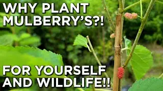 Why YOU Should Plant Mulberry Trees For Yourself AND Wildlife!!