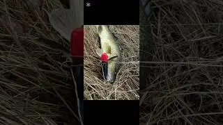 fishing #trending #fishing #fishspecies #fishtypes #viral #freshwaterfish #murraycod #australia #fyp