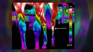 EquineIR 2022 - Thermal Imaging of Horses for Vet Usage