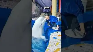 Trainer and Dolphin Bond! #Shorts