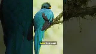 This Bird Looks Like a Living Jewel!