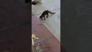cats and mongoose