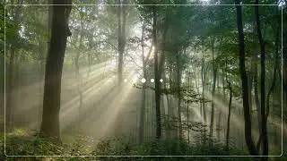 Relaxing Sounds : Breathing Through Light — Relaxing Music for Stress & Focus