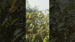 guess fruits 😋 and comment #instagram #cat #travel #video #video #viral #vlog #trending #youtube