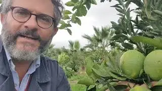 ARANCIO BRASILIANO: PIANTE DI DUE ANNI GIA' IN PRODUZIONE
