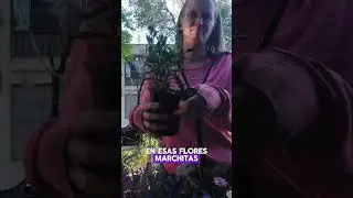 Tips para alargar la floraci&oacute;n de tus plantas  #jardineria #flores #vivero