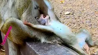 Pitiful little baby monkey falling upside down and trying very hard to hug mom