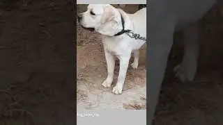 #foji dog lover new 2023#dog #doglover #viral #trending