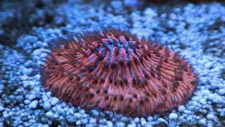 Adding New SPS/LPS Corals - Reef Tank 120gal @ 500L Malaysia - week 29