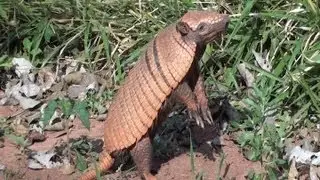Tatu-peba procurando alimento (Euphractus sexcinctus), Six-Banded Armadillo