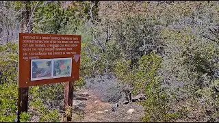 Fire Ecology Trail, Red Rock Canyon & Rainbow Mountain Wilderness, Nevada