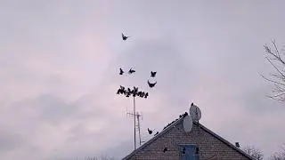 Голуби Часов Яра 26.01.2026