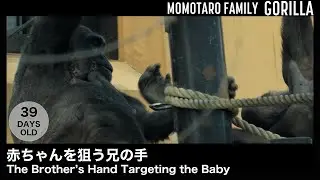 Рука брата, що спрямована на немовля – Весёлая семья горилл в Zoo Kyoto, Т. 45