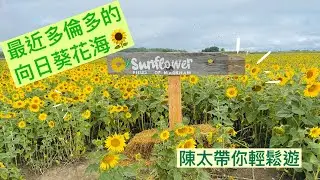 [陳太帶你輕鬆遊] | 行最近多倫多的向日葵花海 | Sunflower Fields of Markham | 捉緊夏天的尾巴 |