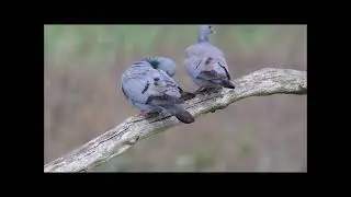 holenduif Diependal