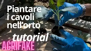 COME SI PIANTANO I CAVOLI NELL'ORTO? TUTORIAL