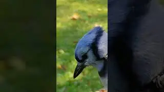 Blue Jay call 🥰🐦