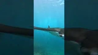MANTA RAY  #bali #underwater #diving #bali #divingbali #manta #ocean