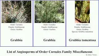 List of Angiosperms of Order Cornales Family Miscellaneous hydrostachys tomentosa dentata baillon