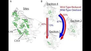 Quantum Dynamics for Real-Time Processing of Excitonic Energy