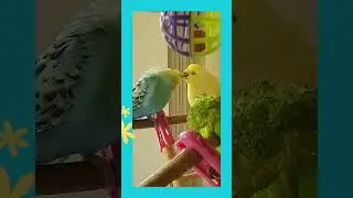 Budgie feeding his friend - Cookie and Nilla the budgies