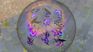 上から見たシャボン玉内のモルフォ蝶(limehouse) ／ Morpho butterflies inside a soap bubble seen from above