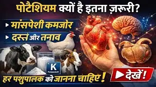 पोटैशियम की कमी से पशुओं में क्या होता है? | Muscle, Heart & Digestion Explained | #akharvbiocorp
