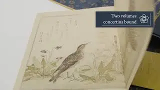 Studies from Nature by Kitagawa Utamaro | A limited edition from The Folio Society