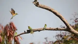 Asian green bee-eater family (short video) with slow motion...