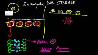 DNA Storage Basics