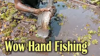 Best Village Hand Fishing Video | Giant Snakehead Fish Catching by Hand