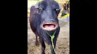 Buffalo funny sound 🤣 Buffalo bring water 💦 Pet Animals Sound and photo 