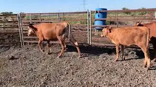 8 head of corriente heifers, #10071 | Cattle for sale