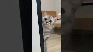 Cats Doing Cat Things #49 | #catvideos | Cosmic Cats
