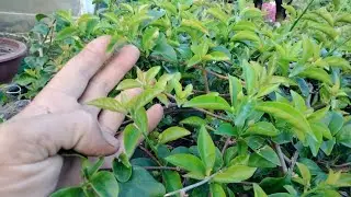 Những cách làm này anh e phải áp dụng cho cây hoa giấy tết những việc cần làm 