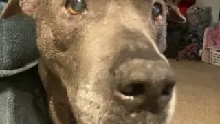 rip my old dog