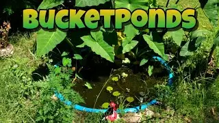 I STOPPED algae growth in my DiY Pond
