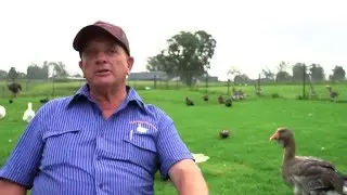AFRICAN GEESE