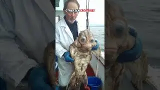 The Most UNUSUAL Sea Creatures