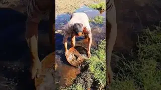 Amazing fish catching | Nature videos of the world fishing in river #fishingtrips #fishing
