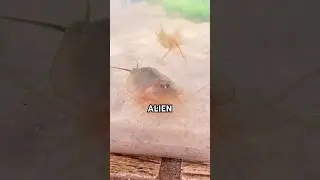 My ALIEN pets got WAY bigger&hellip;
