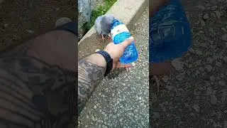 Canada's Heatwave: Thirsty Dehydrated Bird Help #wildlife & #nature #canada #rescue #health #learn