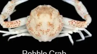 New species found in the ocean