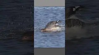 Red-breasted merganser runs across the water as it chases after prey #wildlife #duck